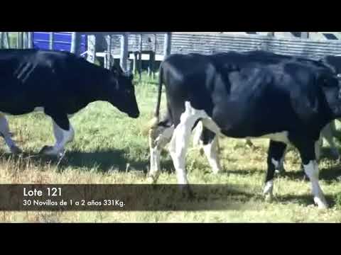 Lote 30 Novillos 1 a 2 años 25 holando y 5 cruza 331kg -  en RUTA 23 KM 109, 8 KM AL NORTE