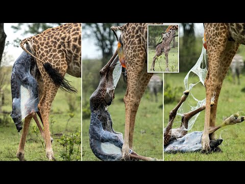 Incredible Giraffe Giving Birth to baby Giraffe. #animals