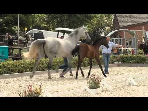 Aga Khan - Cornet Obolensky Fohlenschau PZV Hoya Mai 2015