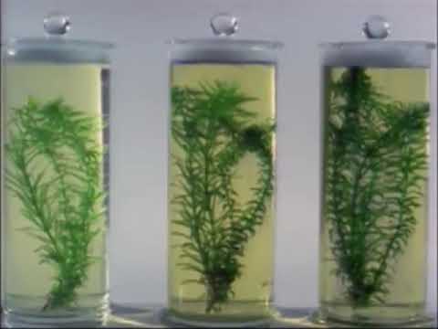 CO2 Dünger! Versuche zur Photosynthese Sauerstoff und Stärkebildung