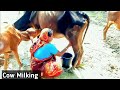 Kakimar Gavi Dohon Village Style Milking