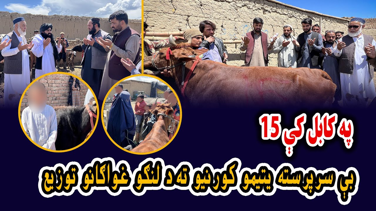 په کابل کې 15 بې سرپرسته يتيمو کورنيو ته د لنګو غواګانو توزيع