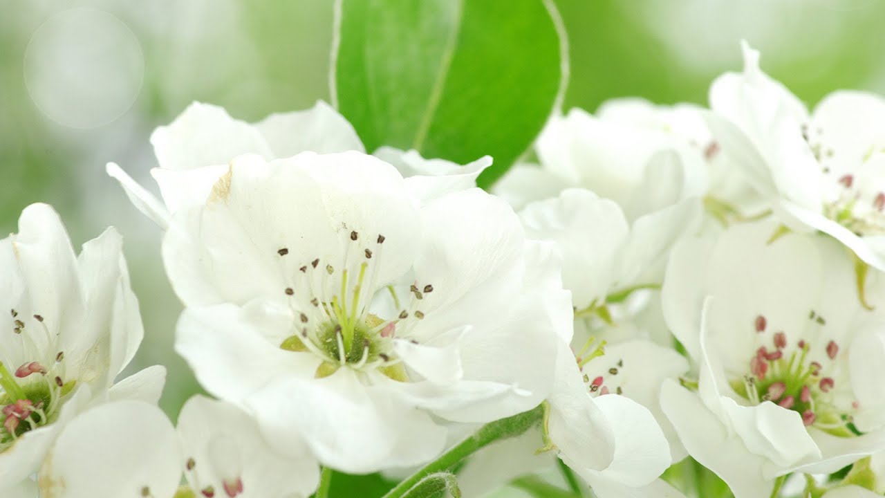 Peaceful Music, Relaxing Music, Instrumental Music 