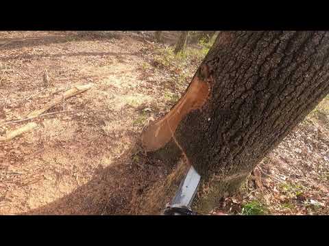 Stihl 500i Logging Red Oak.