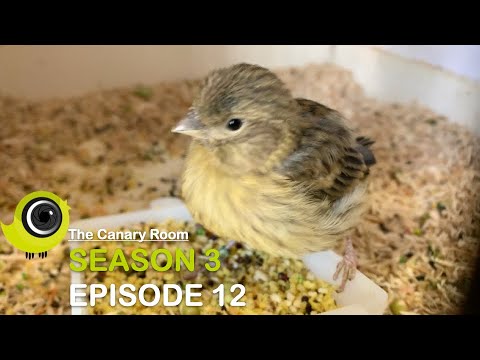 The Canary Room - Season 3 - Episode 12 - The Canary breeding season ends
