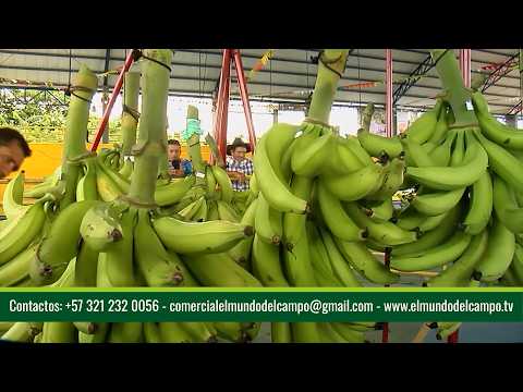 PLÁTANO FESTIVAL HARTÓN DE ORO   TAME   ARAUCA 2