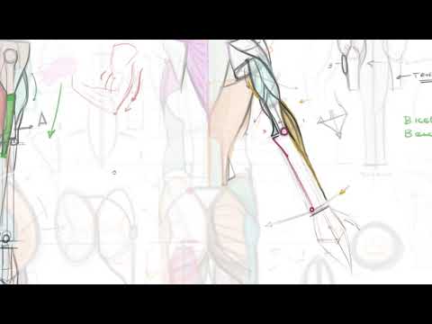 Forearm Anatomy in Basic Shapes