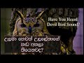 The Devil Bird Of Sri Lanka උලමා හෙවත් උලලේනාගේ හඩ A Terrible 