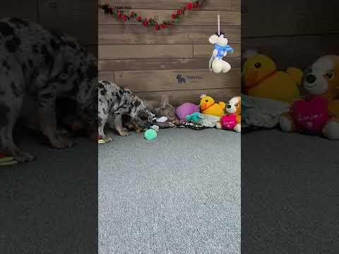Video 1