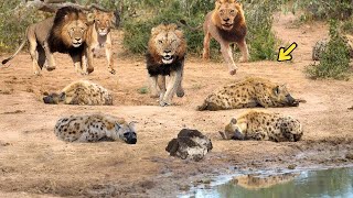 OMG! King Lion Destroys Hyena Stupid Go Into His Territory Steal Food - Lions vs Hyenas, Wild Dogs