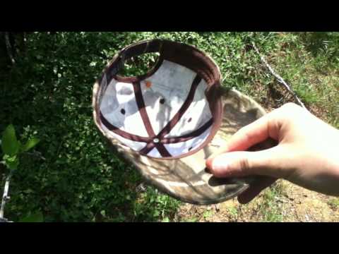 desert hackberry tree