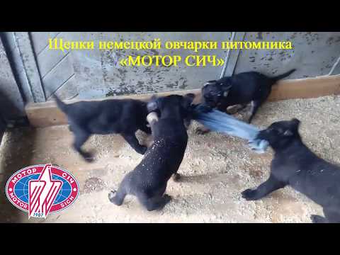 Щенки немецкой овчарки питомника "МОТОР СИЧ". Возраст 57 дней.(German Shepherd Dog)