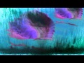Atlantic Ocean Waterfall Official Video