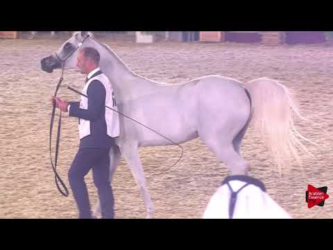 N.57 HATTAN AL NASSER - 2019 Qatar International show - Fillies 3 Years Old (Class 3)