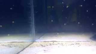 preview picture of video 'Underwater Camera test (again) in Saltwater tank'