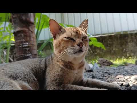 Simba's papa kuttu came to see his son. Simba won't eat anything..... only mom's milk...too skinny😢