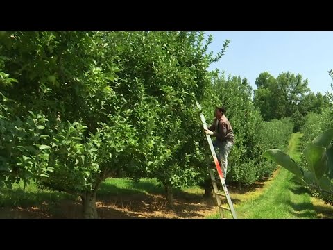 How a 130-year-old orchard became the ‘welcome wagon’ for Botetourt County