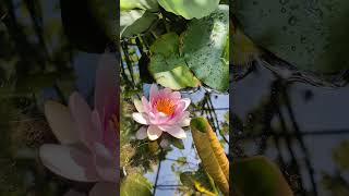 今日のメダカ。スイレン開花。作業BGM。 #shorts