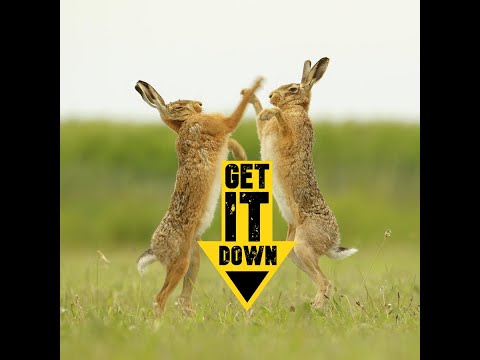 Boxing hares they are super violent and super cute in same time