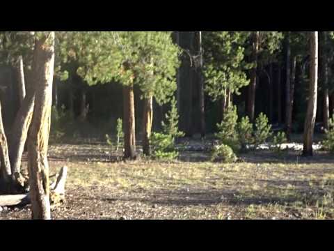 Video of Campsite 3L2 and the visiting Bison