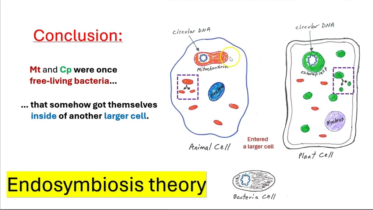 The origins of mitochondria and chloroplasts: Endosymbiosis theory part 1