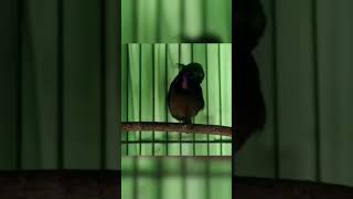 Download lagu KONIN RASA LOVE BIRD. #SHORTS mp3