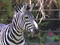 Let S Go To The Zoo Demo Version Part 19