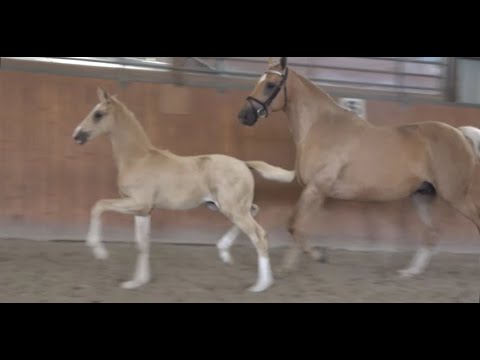 *2020 Hengst von Belissimo M - RFF The Alchemist xx SOLD!!!