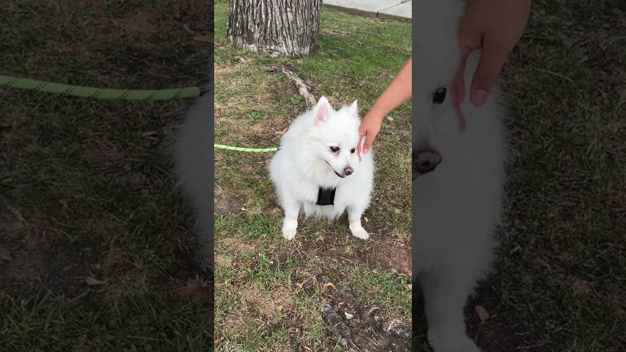 this is OSITIO - 5 yr old male spitz, fixed and up to date on rabies - COURTESY POST, a ADOPTABLE mixed breed in Clifton, NJ video 2/5