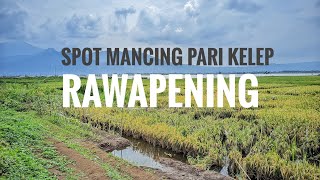Download lagu Rute Spot mancing pari kelep rawa pening ngasinan mp3 Download lagu Rute Spot mancing pari kelep rawa pening ngasinan mp3