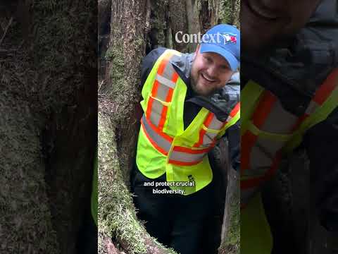 The Haida fought logging in Canada. Now they control its future.