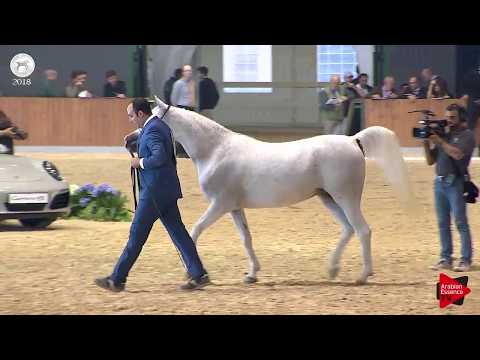 N.47 IMDARA AL FARAH - SEWC 2018 - Senior Mares (Class 3A)