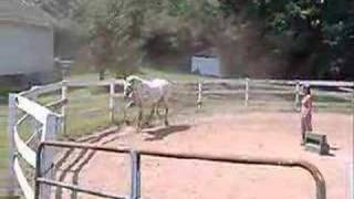 Penny the appaloosa..... Again!