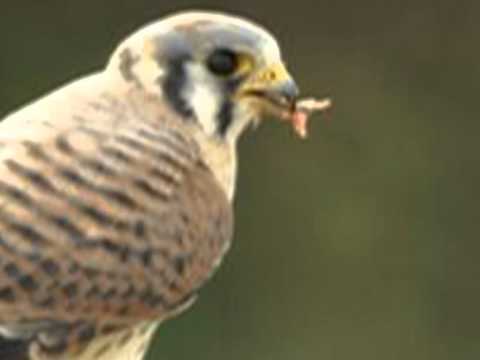 EL GAVILAN POLLERO ,CUMBIA