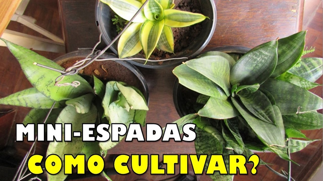 MINI ESPADAS-DE-SÃO-JORGE: como cuidar e quais tipos existem