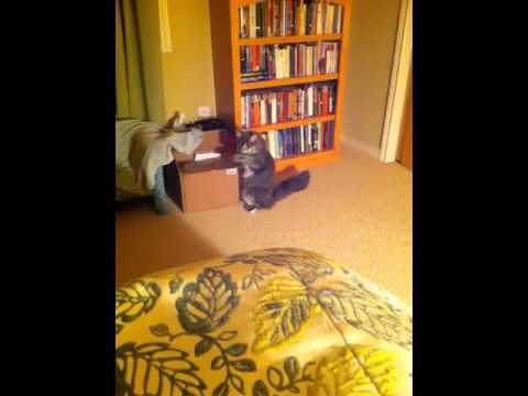 Why I'm not asleep...Kitty cat Joey