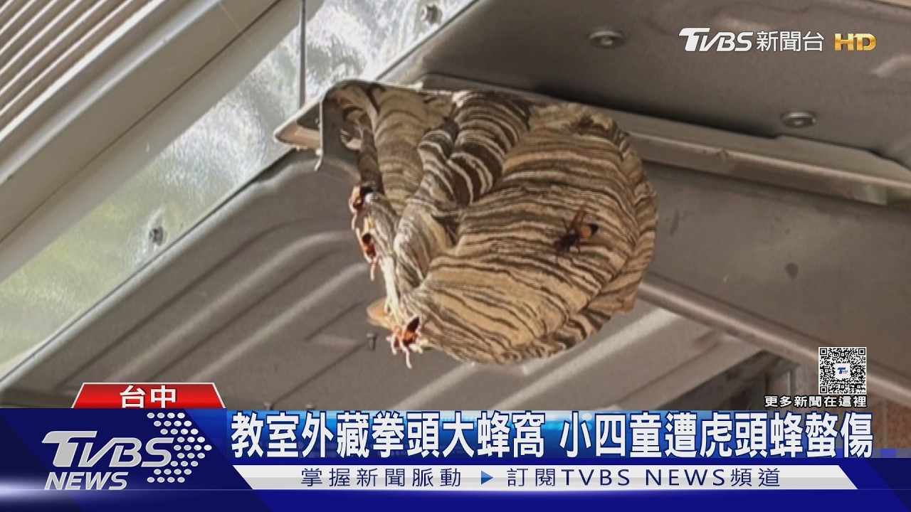 影音／台中男童進教室遭襲！冷氣機下藏「拳頭大蜂窩」左手頭頂都中招