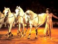 Circus Entertainment Wmv
