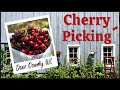 Cherry Picking In Door County WI Tart Sweet Cherries Summer Fun In The Midwest Oh So Pom