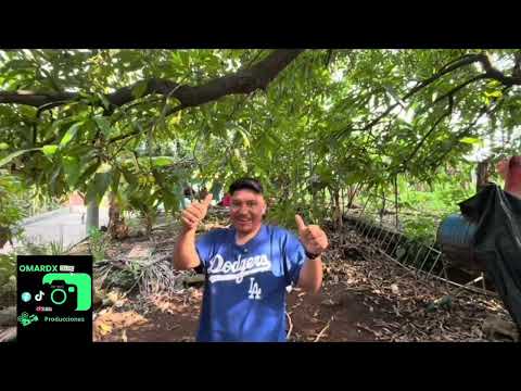 Fuimos a cosechar mangos a san Rafael vuelta colorada  parte baja de nuevo progreso San Marcos. 