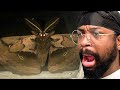 People Are Afraid Of Butterflies For A Reason