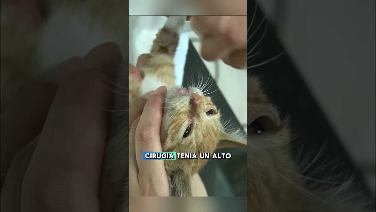 Este gatito fue encontrado con sus patas rotas... 🙊 #shorts