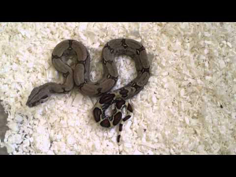 UNBOXING MY BCC PERUVIAN RED TAIL BOA