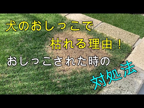 芝生に犬のおしっこが落ちる:黄ばみを防ぐ方法 トピックス