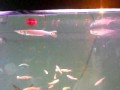 Monster Fish Tank!! Arrowahnas, oscars, Rocket ...