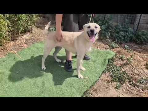 Vídeo de ASPEN