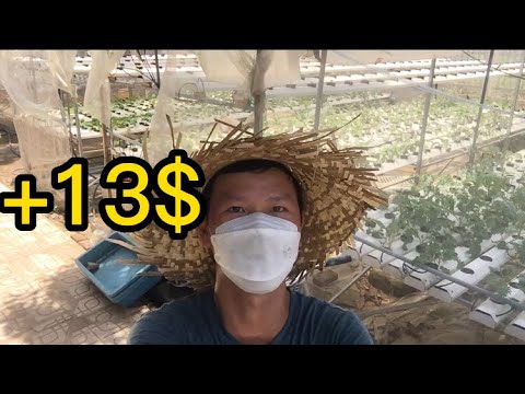 Day 35 part2 - How to pack kale seedlings on a hydroponic system? - Gardening Diary