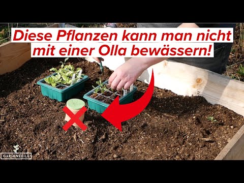 Welche Pflanzen kann man nicht mit einer Olla bewässern?