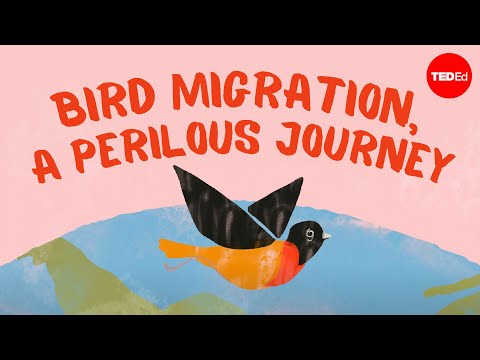 La migration des oiseaux, un voyage périlleux - Alyssa Klavans