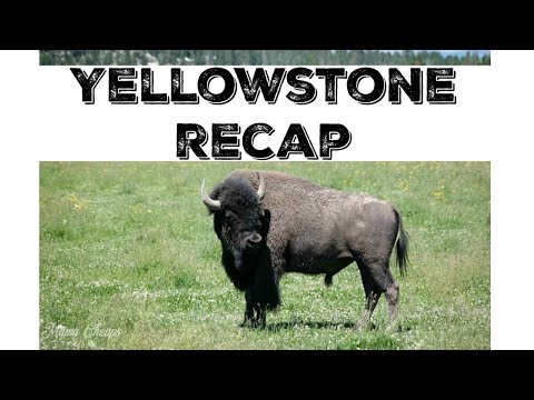 Summer Road Trip to Yellowstone National Park | Geysers, Bison, Thermal Pools